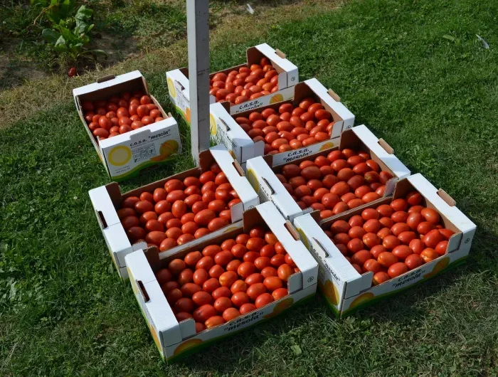 recolte tomate d automne choix varietes tomates