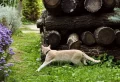 Comment éviter les crottes de chat dans le jardin et enlever la mauvaise odeur ?