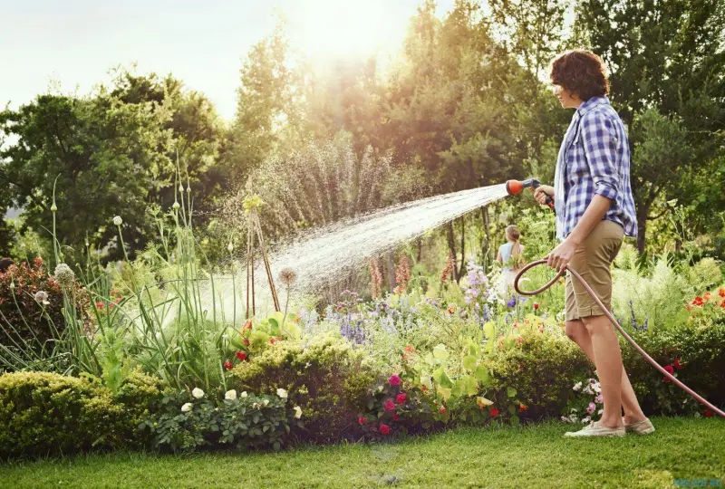 Treating cat repellent novelty watering plants