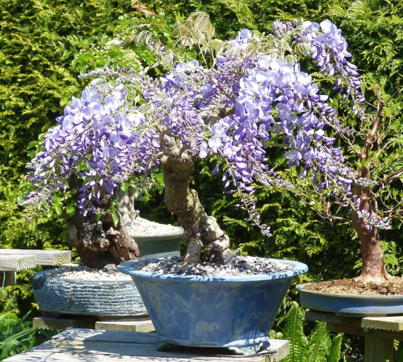 successfully growing wisteria in pots tips