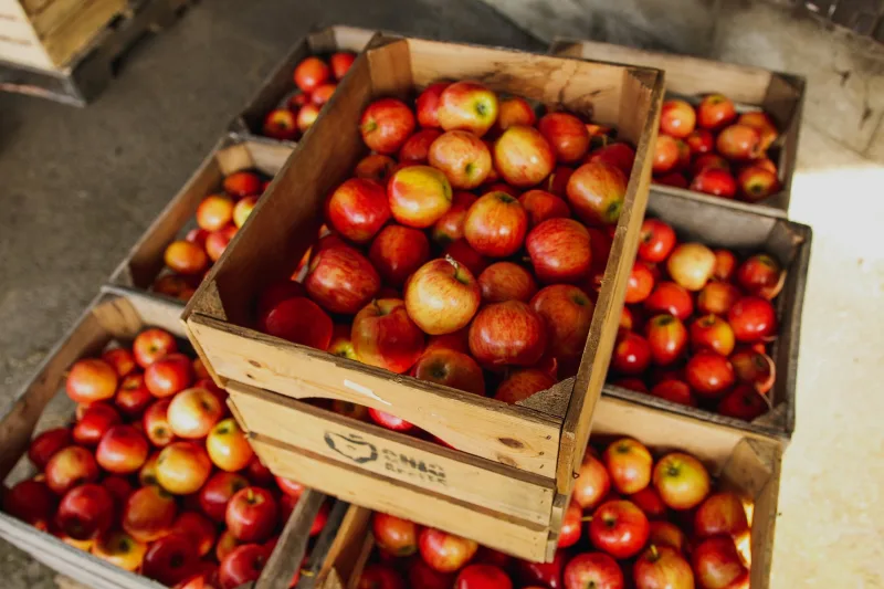récolte des pommes comment les conserver après cueillette efficacement