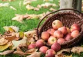 Comment conserver les pommes après la cueillette pour en profiter pendant plusieurs mois
