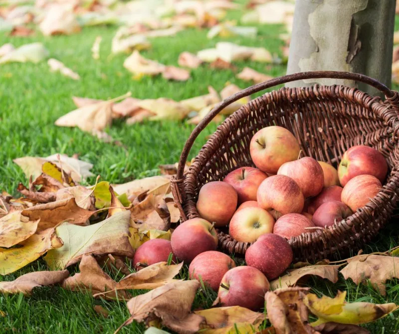 récolte des pommes saison comment conserver les pommes pour plus longtemps