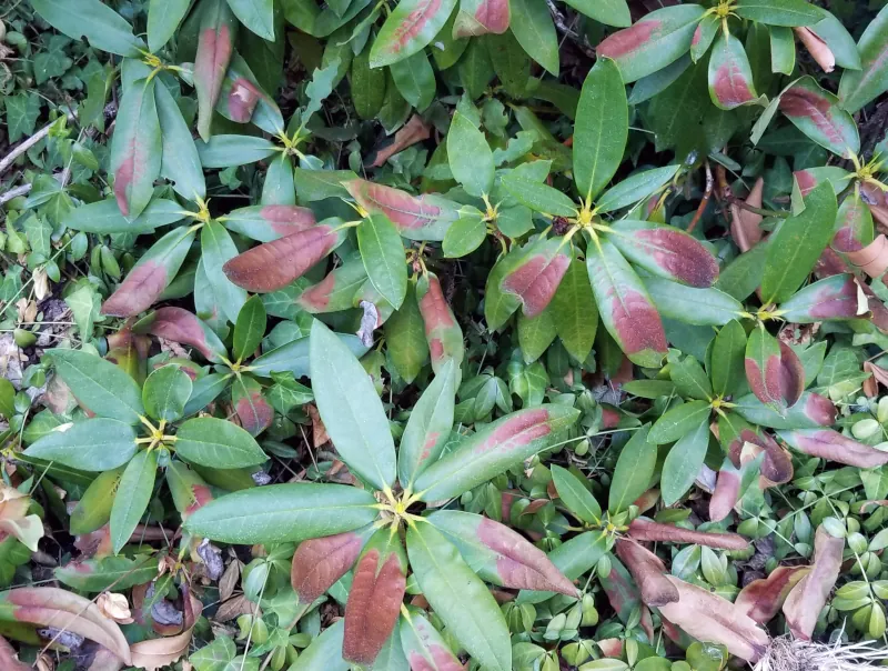 rhododendron damaged by the heat wave what to do