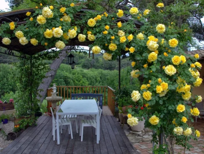 rose jaunes table veranda montagne barbecue