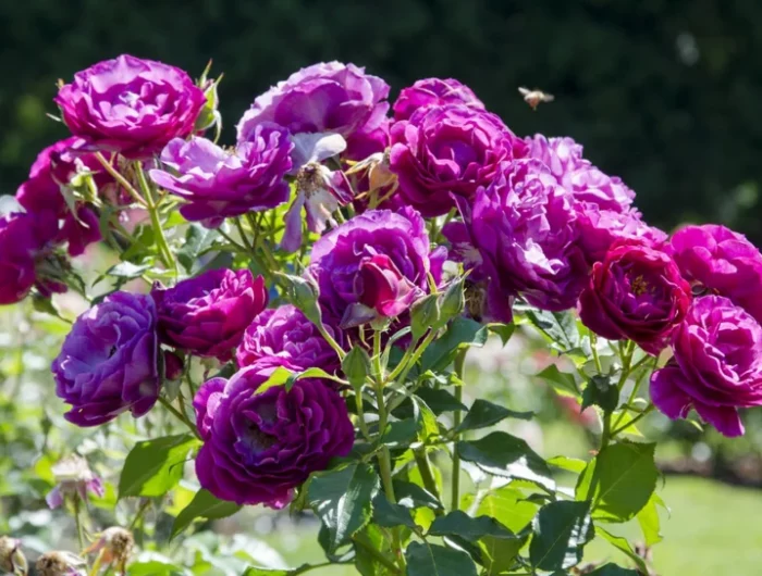 rose violette jardin