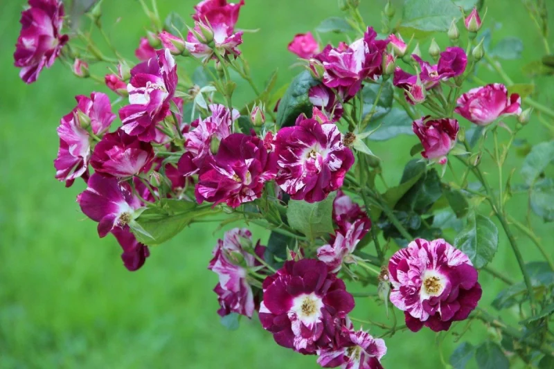 roses purple splash variete jardin couleur mauve