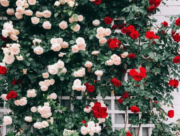 roses roses et rouges mur maison