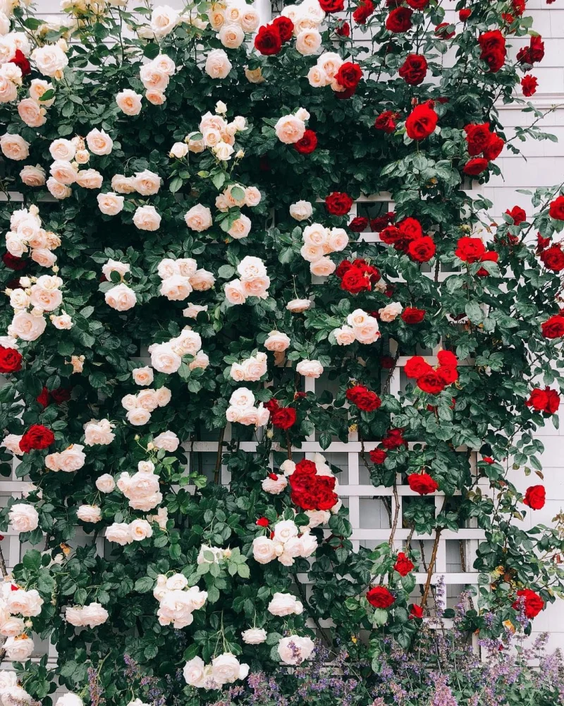 roses roses et rouges mur maison