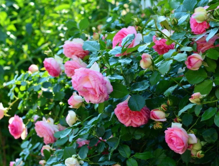 rosier feuilles fleurs propagation quand bouturer rose