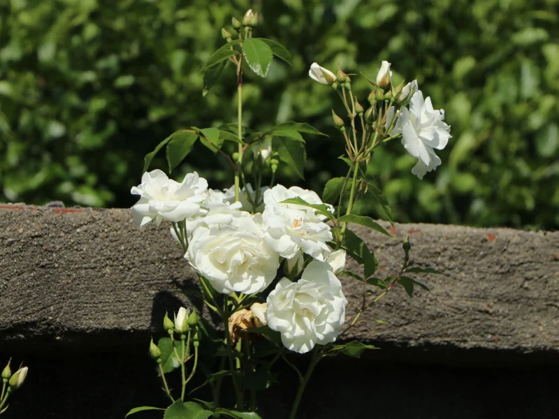 rosier grimpant iceberg rose blanches bois jardin