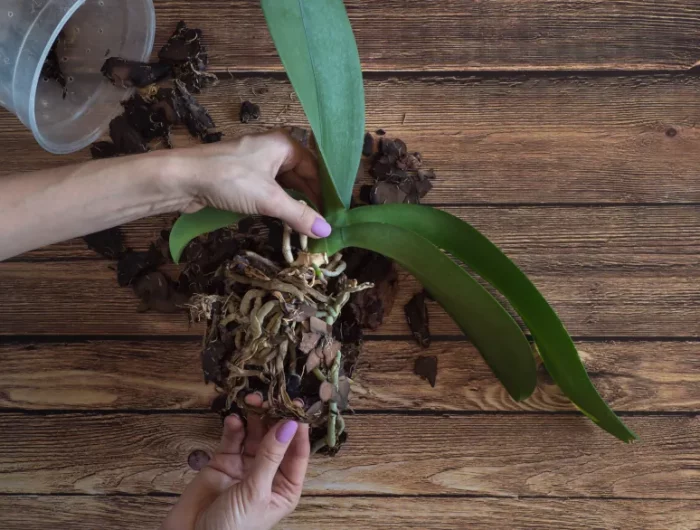 sauver une orchidee qui a des racines pourries astuces