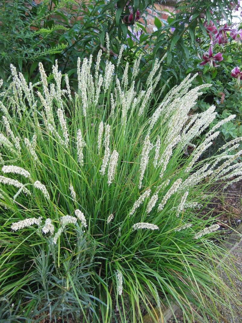 Sesleria automna plants a perennial flower in autumn and winter