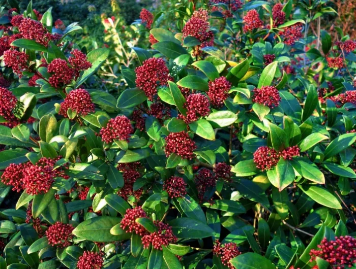 skimmia japonais arbuste d ombre feuillage vert baies rouges