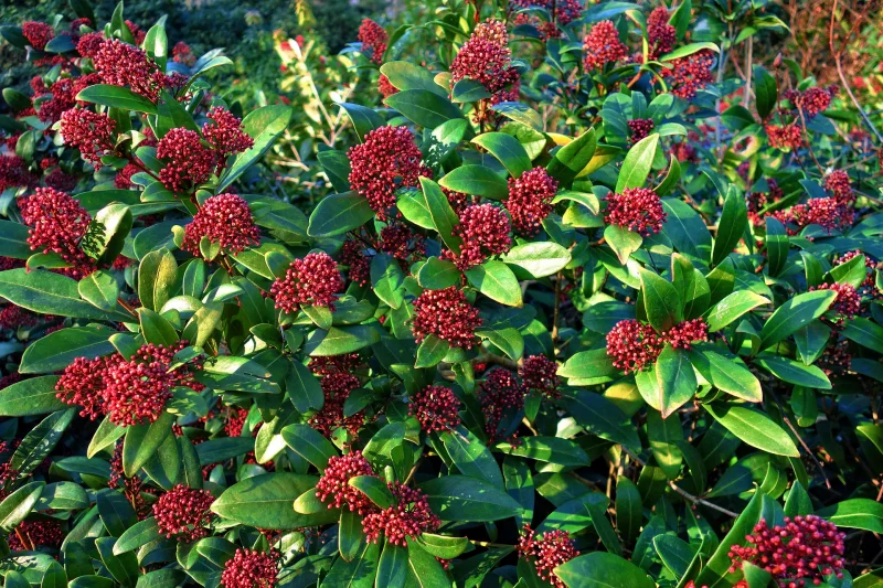 skimmia japonais arbuste d ombre feuillage vert baies rouges