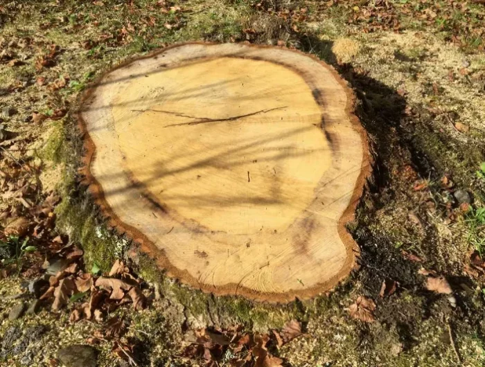 souche d arbre apres la coupe d un arbre