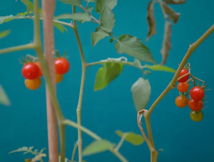 support plant tomates cerises varietes automne recolte