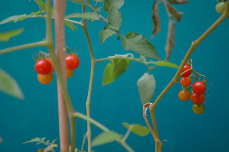 support plant tomates cerises varietes automne recolte