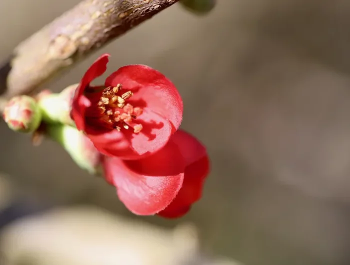 tige fleur petales rouges floraison arbuste printemps
