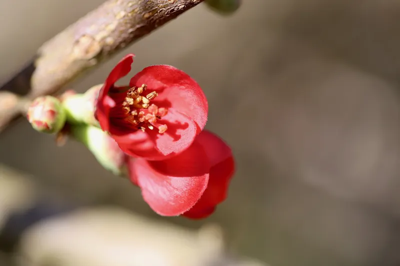 tige fleur petales rouges floraison arbuste printemps