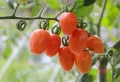 Quelles tomates poussent à l’automne ? Voici les options !