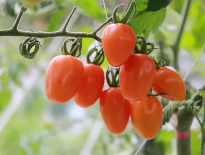 tomates cerises sur branches plants jardin automne potager