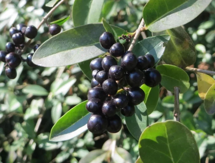 torène fruit noirs toxiques feuilles vertes