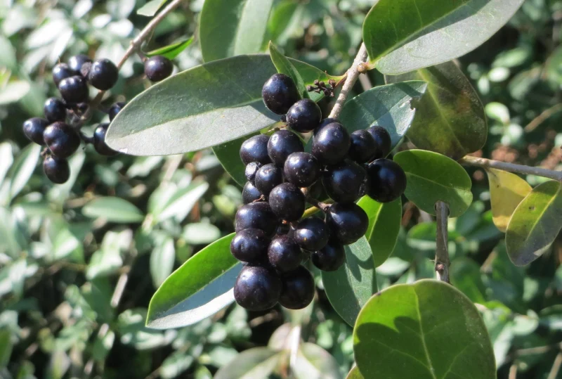 toreno tóxico fruta negra hojas verdes