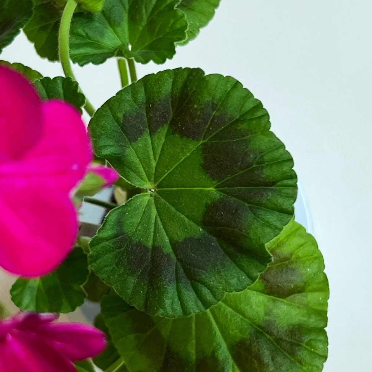 traitement naturel pour les gernaiums feuilles vertes fleur rose