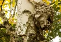 Comment détruire un nid de frelons asiatiques et pourquoi il faut le faire à tout prix ?