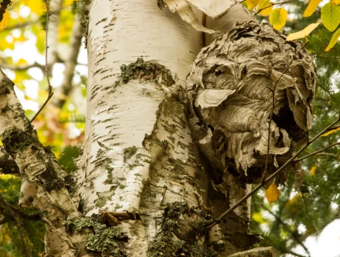 un nid de frelon asiatique dans un arbre