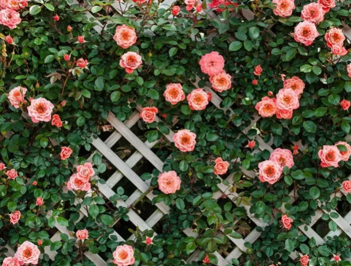 un paillaige de roses roses jardin cloture