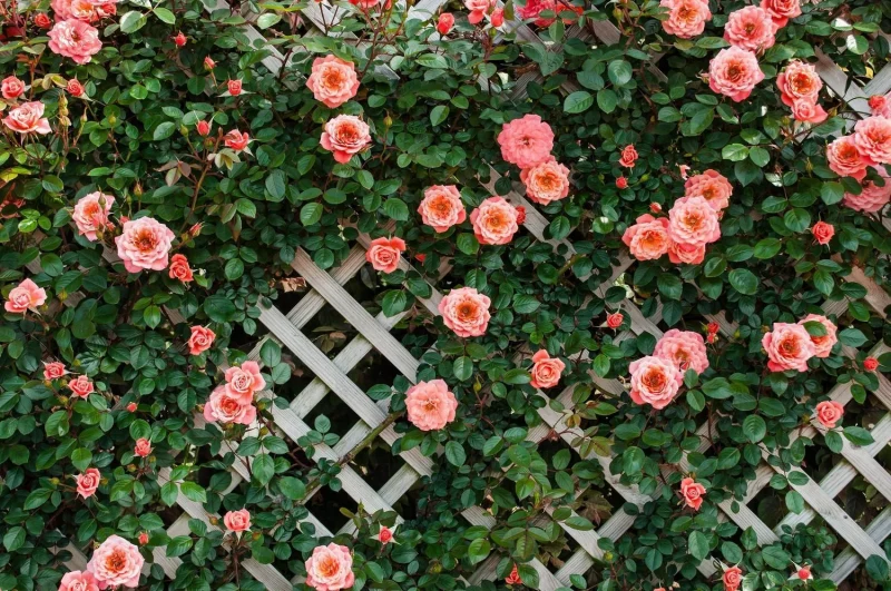 un paillaige de roses roses jardin cloture