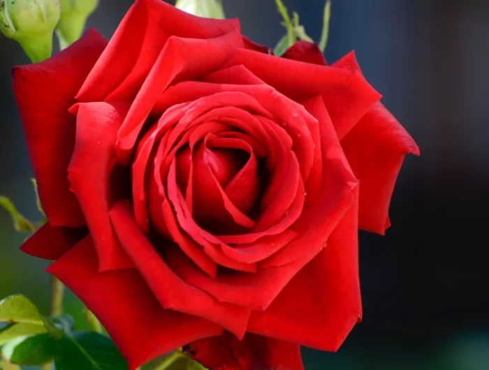 une grande rose rouge