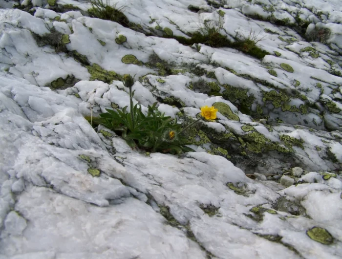 une plante orange sous la neige plants resitant au gel