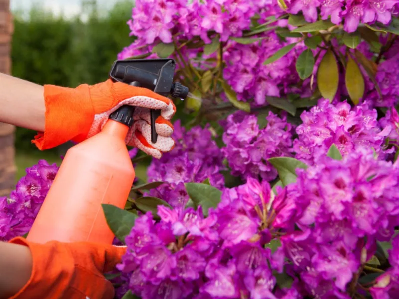 spray the rhododendron to save it from drought