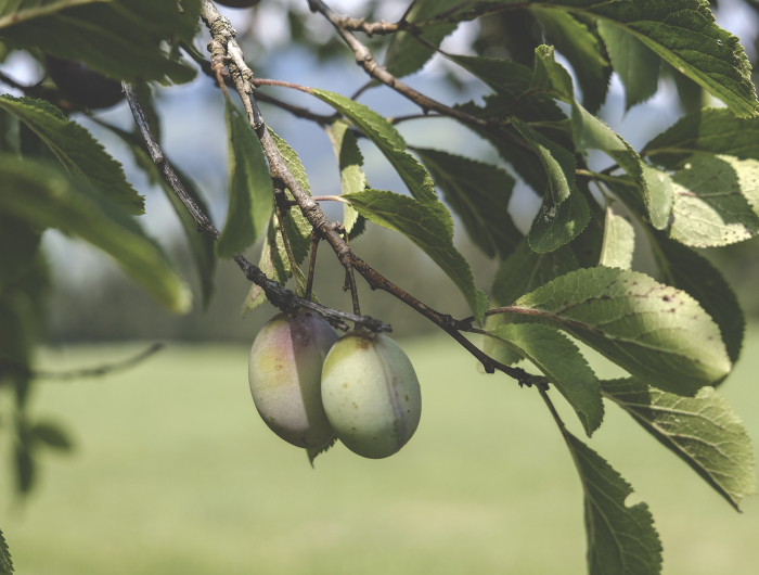 plums in a field