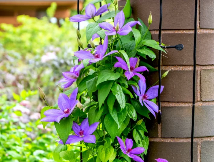 comment tailler une plante grimpante en fonction de son support fleurs violettes mur