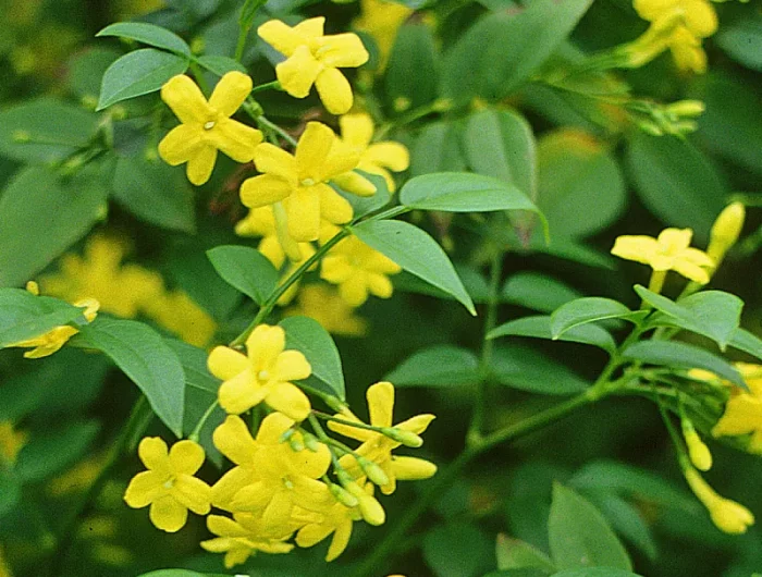 jasmin primevère avec des fleurs jaunes et feuilles verts