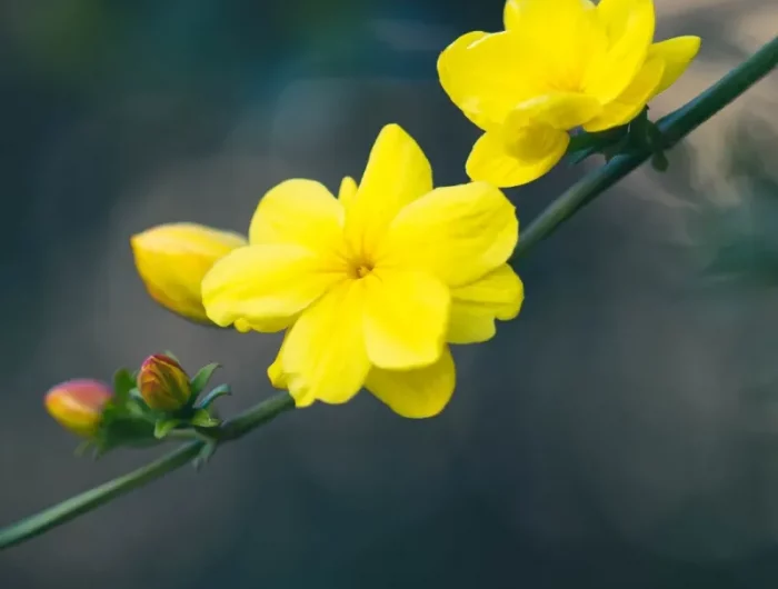jasmin primevère qui ne perd pas ses feuilles en hiver avec un fleur jaune