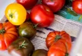 Comment faire mûrir des tomates vertes en automne ? Est-ce qu’ils continuent de mûrir une fois cueillies ?