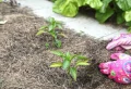 Quels légumes planter dans un sol argileux ? Comment réaliser un jardin fertile sans effort et avec des produits 100 % naturels ?