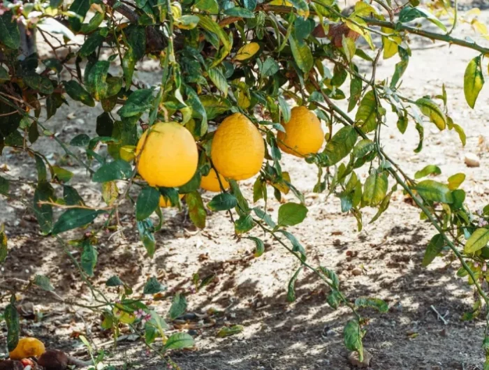 rempotage du citronnier en pot arbre citronier avec des fruits