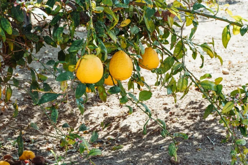 rempotage du citronnier en pot arbre citronier avec des fruits
