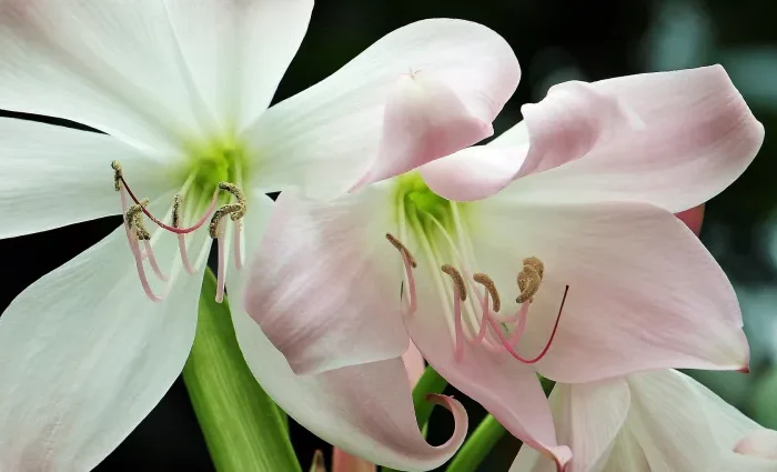 amaryllis blanc variete culture en pot petales rose et blanc