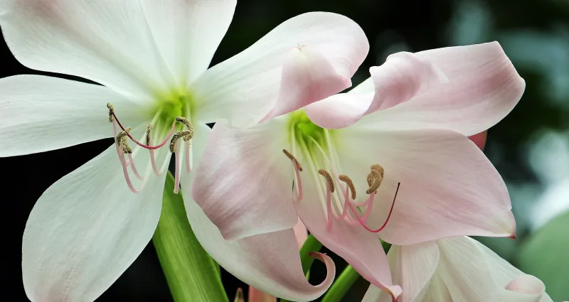 amaryllis blanc variete culture en pot petales rose et blanc
