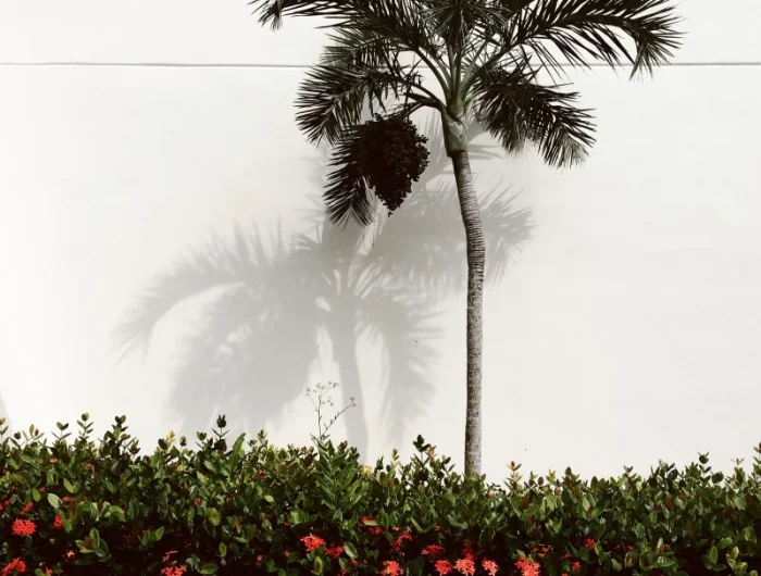amenagement paysager bordure arbre exotique variete palmier