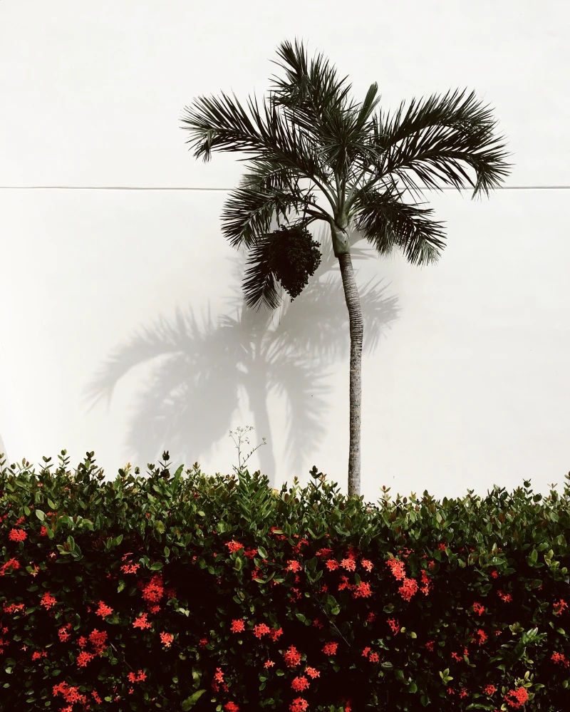 amenagement paysager bordure arbre exotique variete palmier