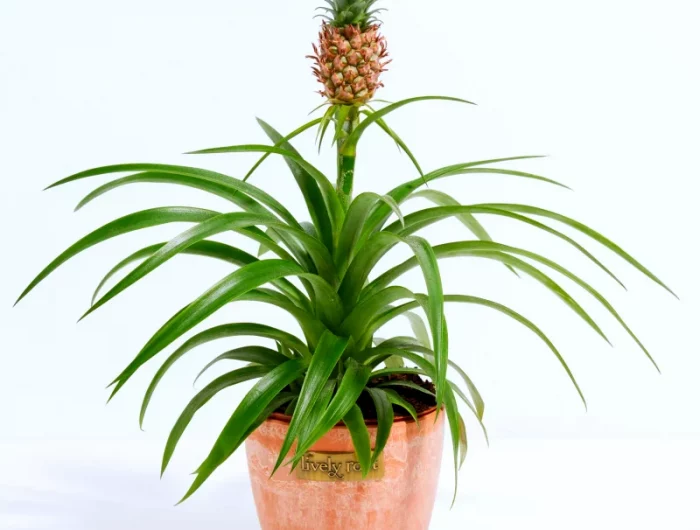 ananas dans un pot avec fleurs