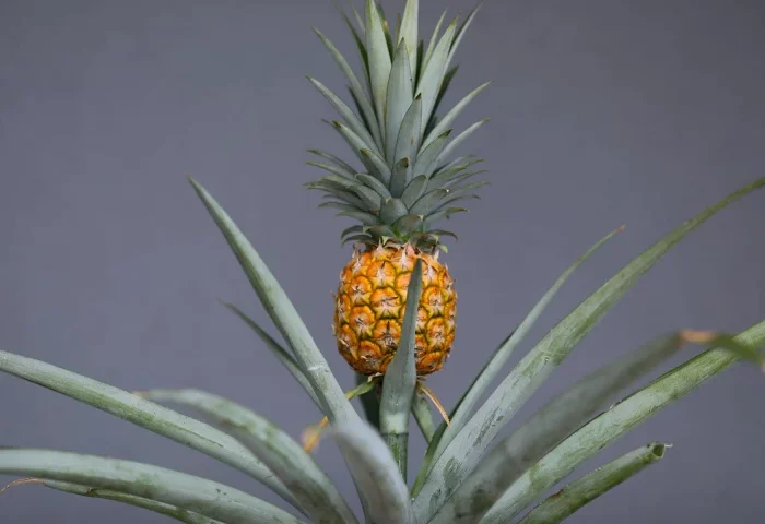 ananas en pot fruit comment faire